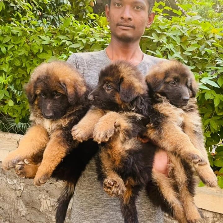 German Shepherd